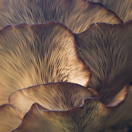 The Magic of Mushrooms: Unleashing the Power of Fungi in Your Daily Routine